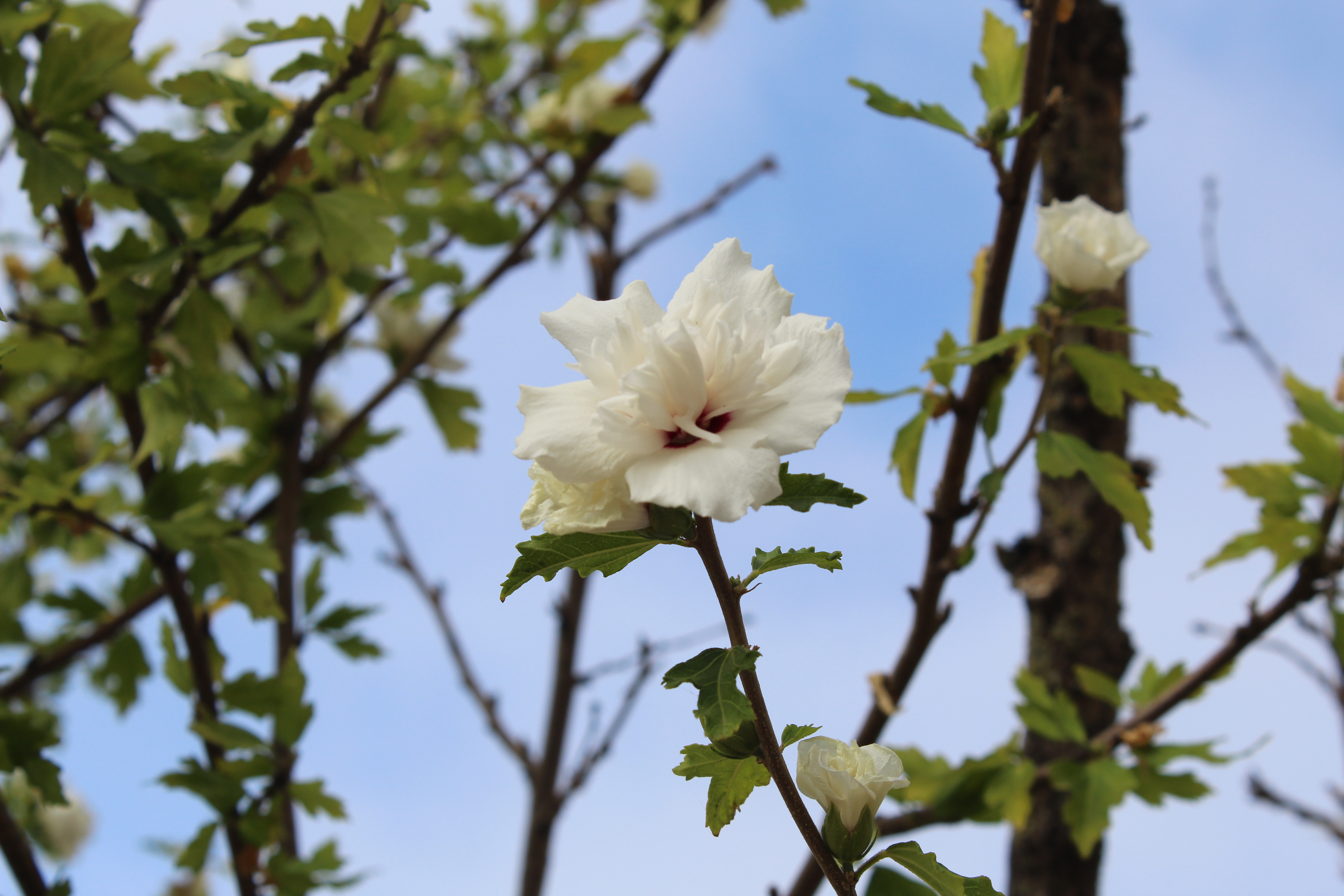 Flor