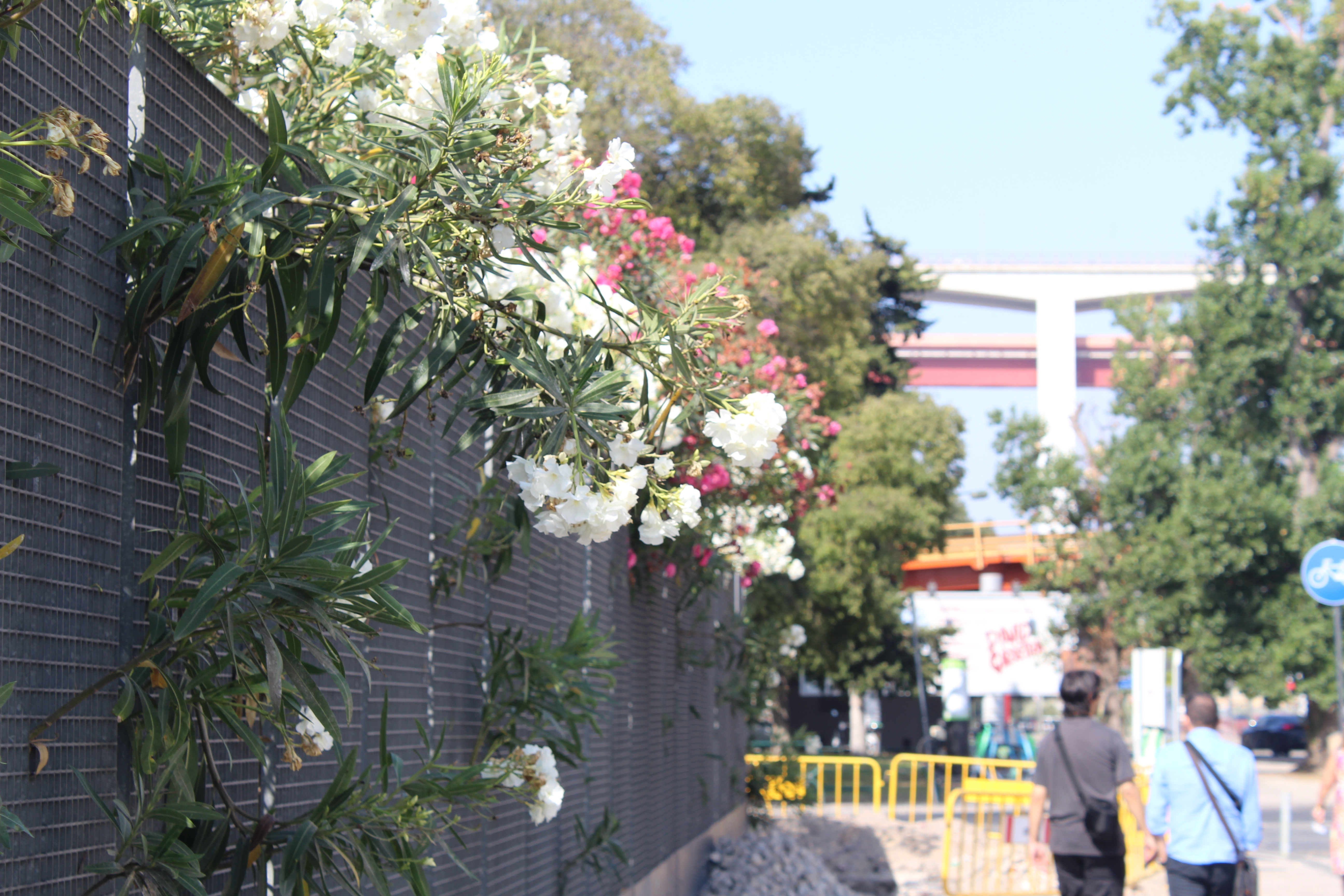 Conjunto de flores